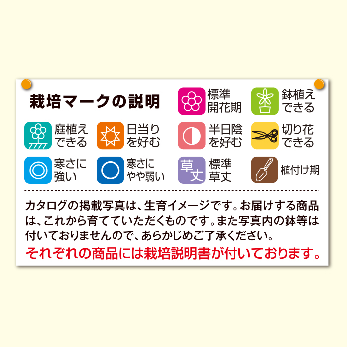 かかしさんのja 農協 通信販売 色が湧き出るポンポン菊 ３種６株