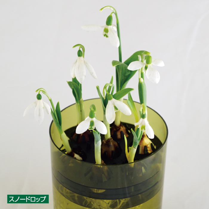 かかしさんのja 農協 通信販売 植物まるはだか スノードロップ ミニアイリス ２個セット